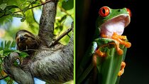 Rainforest Twilight: Sloth Encounters & Night Walk