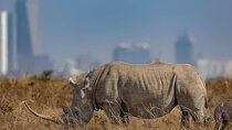 Nairobi National Park, Elephant orphanage and Girafffe centre