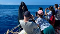 Maui Mid Day Magic Whale Watch 