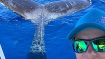 2 Hour Afternoon Lahaina Whale Watch 