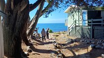 Godley Head Scenic Drive & Guided Walk (Shore Excursion)