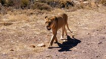 Cape Town Aquila Private Game Reserve Big Five Safari Adventure