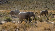 Sunset Aquila Private Game Reserve Big 5 Safari with Snacks