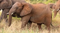 7 Days 6 Nights Wildlife Safari