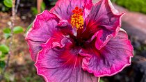 Private Big Island: History & Local Shopping Tour