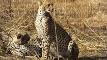  3 Days Ngorongoro Crater and Serengeti Safari.