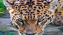 Nairobi National Park Half-day Game Drive 