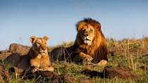 Agadir or Taghazout Crocoparc Lion Park Safari Tour