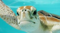 Akumal Adventure with Swimming with Turtles, Cenotes, Mexican Lunch.