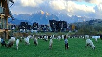 Zakopane and Thermal Pools Tour with Hotel Pickup