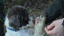 Search truffle lunch with tasting in Castellina in Chianti