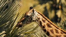 4 day enjoy Udzungwa and Mikumi National Park