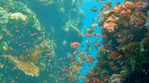 Private Full Day All Inclusive Try Scuba Diving from Makati City