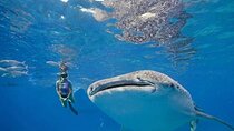 Oslob Whale Shark Snorkeling & Tumalog Falls with Osmeña Peak 