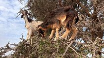 Goat on trees & Crocodile Park Including Tickets and Hotel Pickup