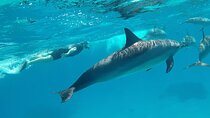 Sataya Dolphin House Adventure by Luxury Boat with Lunch