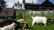 Beverly Hills of Lucerne Tour
