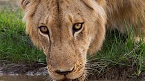 Aquila Game Reserve Safari with wine tasting, Transport & Lunch