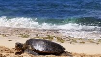 Private Dole,Garlic Shrimp, N.Shore, Haleiwa, Customizable tour