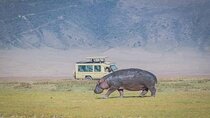 5 Days Private Safaris in Serengeti, Ngorongoro crater &Tarangire