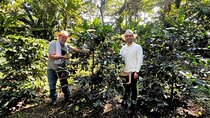 Coffee Farm Shared Tour from Salento