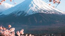 Mount Fuji Sakura Views and Hakone Private Tour