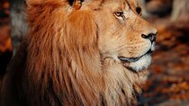 2 Days 1 Night Mikumi Adventure Safaris