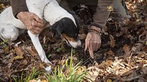 Face-to-face experience with the Truffle