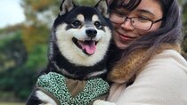 Tokyo Shiba Inu Walk | Picnic with Ginta at Yasukuni Shrine