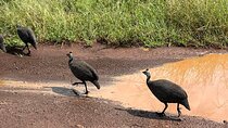Half-Day Nairobi National Park Bird-watching Tour