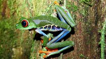 Wildlife Spotting Adventure After Dark