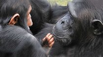 Day Tour To Ol Pejeta Conservancy 