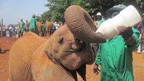Nairobi Highlights Shared Day Tour by 4WD