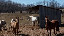 Blue Mountain Day Trip: Wine tasting, Horseback & Outdoor Fun!