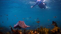 Snorkeling To Discover Sydney's Underwater Wonders