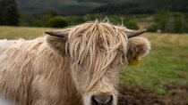 Highland Cow Hike in Edinburgh