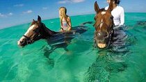 Horse riding 3 hours in hurghada 