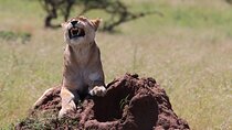 2 Day Tanzania Safari Tarangire and Ngorongoro Crater Adventure