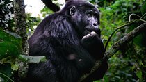 3 Days 2 Nights Gorilla Tracking Bwindi Impenertrable National Park