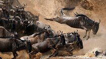 3 Nights Great Migration Maasai Mara