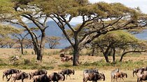 3 Days Masai Mara Wildlife Safari