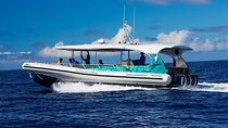 2 Hour Big Island Dolphin Watching and Sea Turtle Snorkel Tour