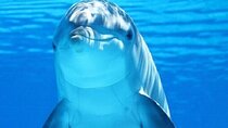 Swim With the Dolphins for 30 Minutes W/Transfer- Sharm El Sheikh