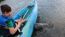 Manatee and Dolphin Kayaking | Wildlife Refuge (Titusville)