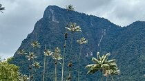 Cocora Salento Valley and Coffee Farm Tour