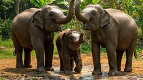 Patong Highlight Elephant Sanctuary with Guide Tour 