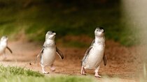 Phillip Island Tour with Spanish Speaking Guide