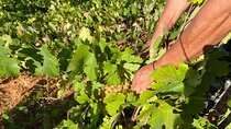 Naxos: Private Wine Three and Half-Hour Experience