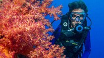 Full Day Hamata/Qulaan Islands diving Sea Trip & Lunch-Marsa Alam