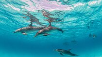 Swim with Dolphin 30 min and Transfer - Sharm El Shiekh